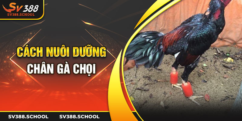 Cách nuôi dưỡng chân gà chọi