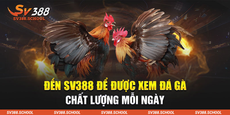 Đến SV388 để được xem đá gà chất lượng mỗi ngày